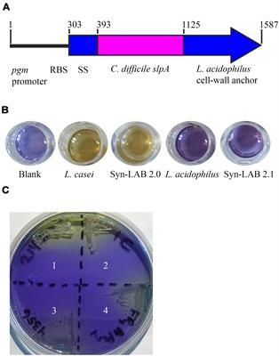 An Engineered Synthetic Biologic Protects Against Clostridium difficile Infection